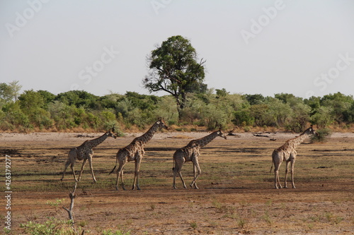 a few giraffes