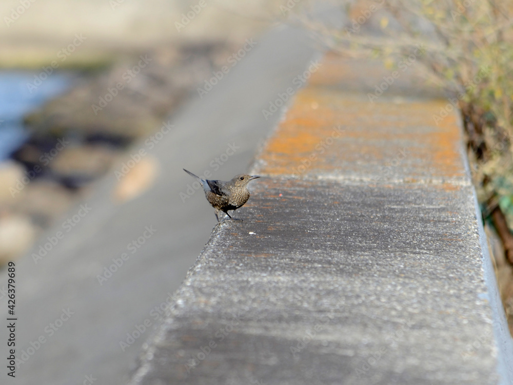 Fototapeta premium イソヒヨドリ