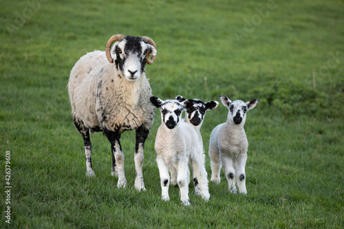 Tableau sur toile Swaledale breed of sheep with ewe and 3 lambs looking at camera standing in gree