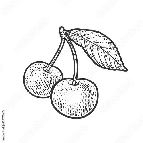 sweet cherry berry sketch engraving vector illustration. T-shirt apparel print design. Scratch board imitation. Black and white hand drawn image.