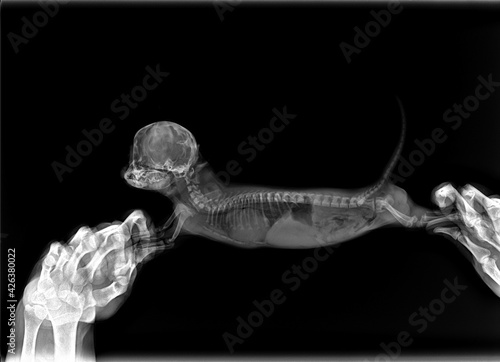 x-ray of the dog. the veterinarian holds the puppy to take pictures and make a diagnosis. chihuahua heart disease