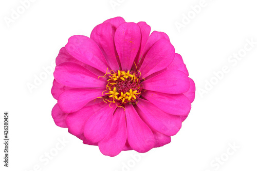 Pink zinnia isolated on white. Very detailed