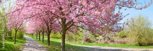  Alley of blossoming cherry trees called "Mauer Weg" (English: W