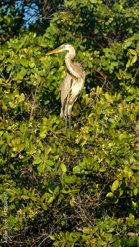 Great blue heron (Ardea Herodias) perched in a mangrove tree at Caleta Tortuga Negra, Baltra Island, Galapagos, Ecuador photo