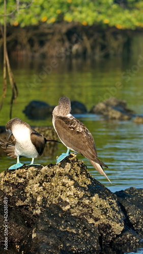 Blue footed boobies (Sula nebouxii) perched on a rock at Caleta Tortuga Negra, Baltra Island, Galapagos, Ecuador photo