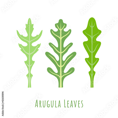 Three isolated different leaves of the Rucola