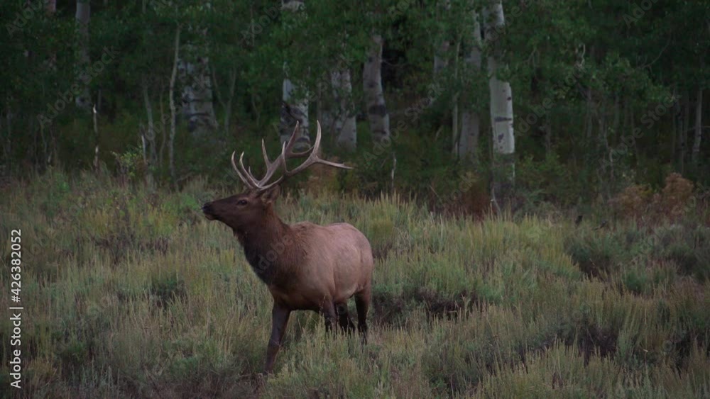 Slow Motion View of Male Elk Turning and Walking Slow Motion View of Male Elk Turning and Walking