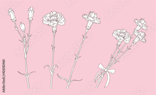 Illustration of carnation like drawing with a pen