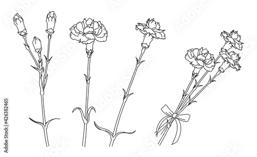 Illustration of carnation drawn with simple lines
