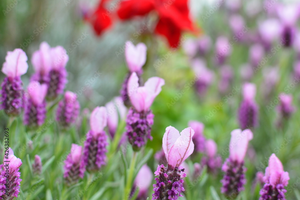 Obraz premium 庭に咲くラベンダー