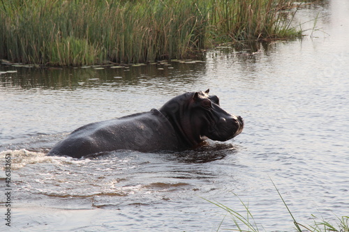 a rhino in the water © Astrid