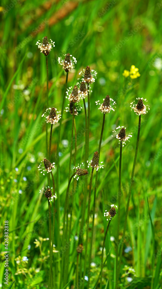 Ribwort Plantain growing on the grass