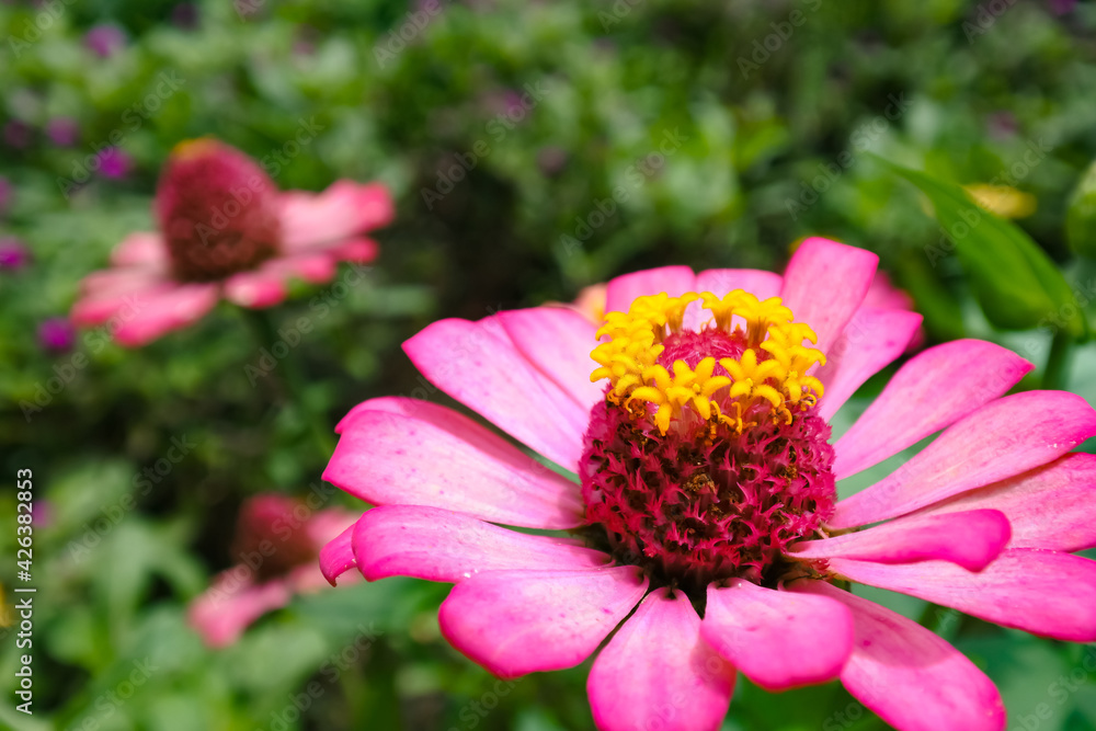 close up of pink flower close up of pink flower