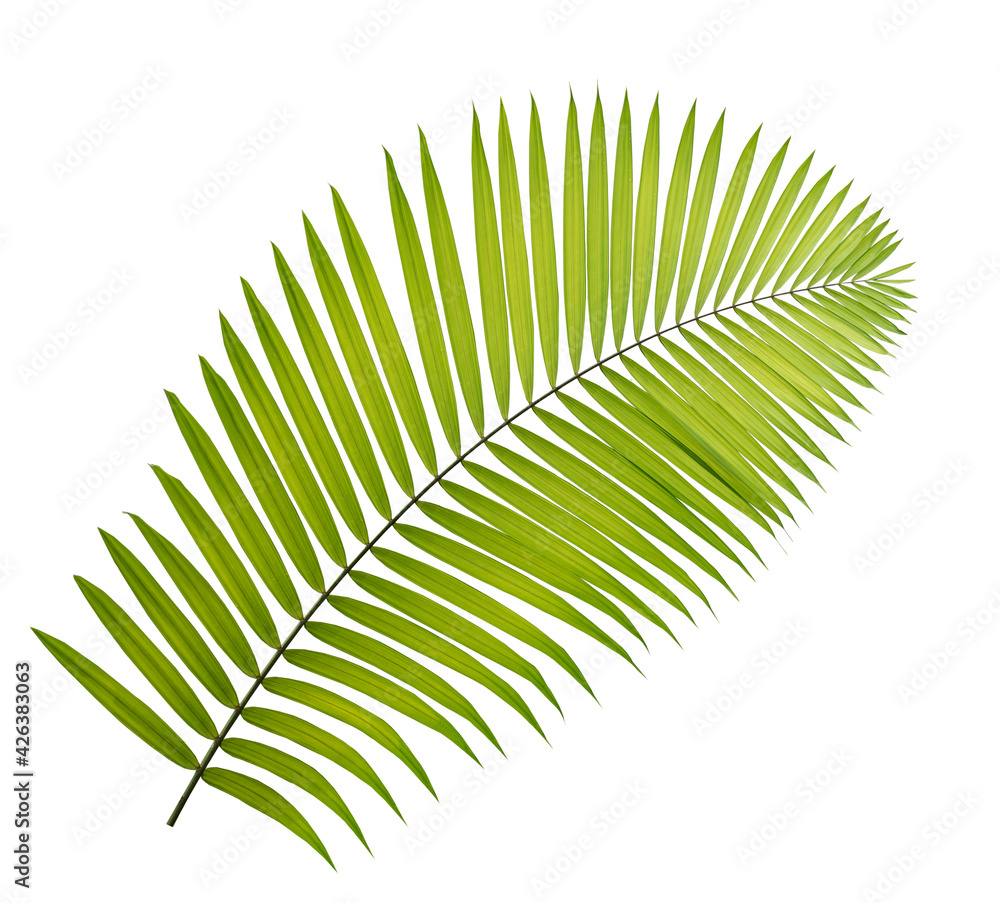 Fototapeta premium Green palm leaf isolated on white background
