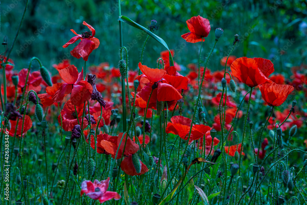 Naklejka premium poppy blossom, flowers in Mallorca at springtime