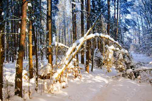 Fototapeta Naklejka Na Ścianę i Meble -  Zima