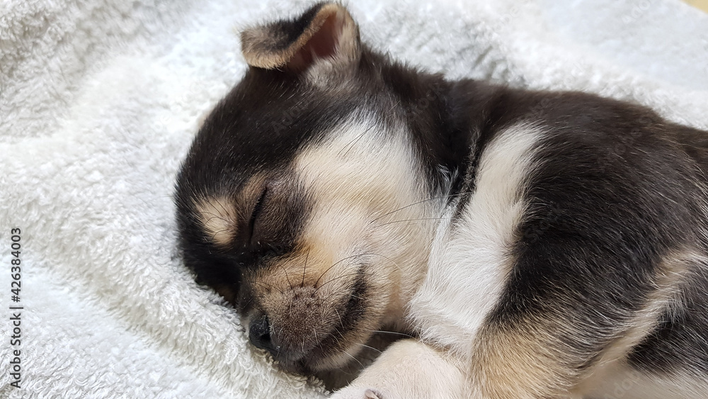 Obraz premium a small black chihuahua puppy sleeps on a fluffy white blanket
