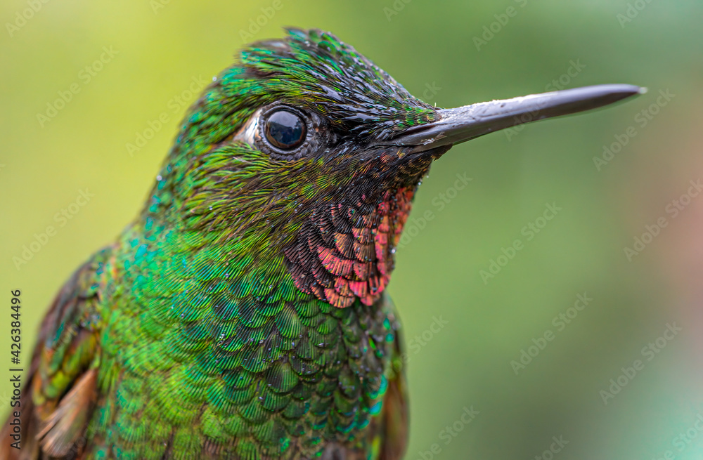 Fototapeta premium Hummingbird close-up