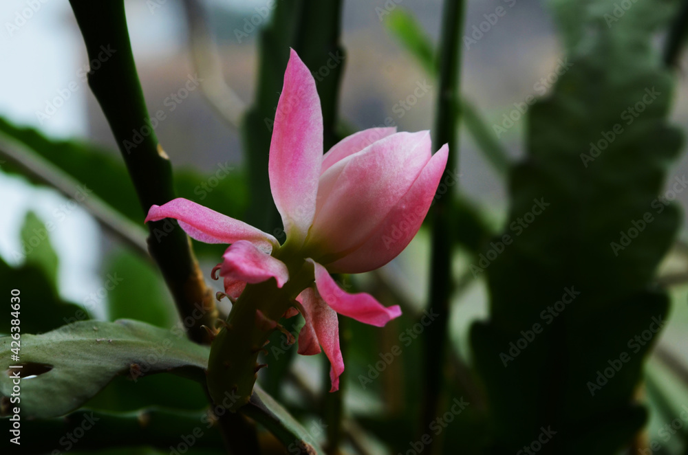 Closeup on Epiphyllum orchid cactus flower stigma and stamen on green background Closeup on Epiphyllum orchid cactus flower stigma and stamen on green background