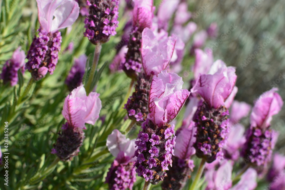 Obraz premium 庭に咲くラベンダー