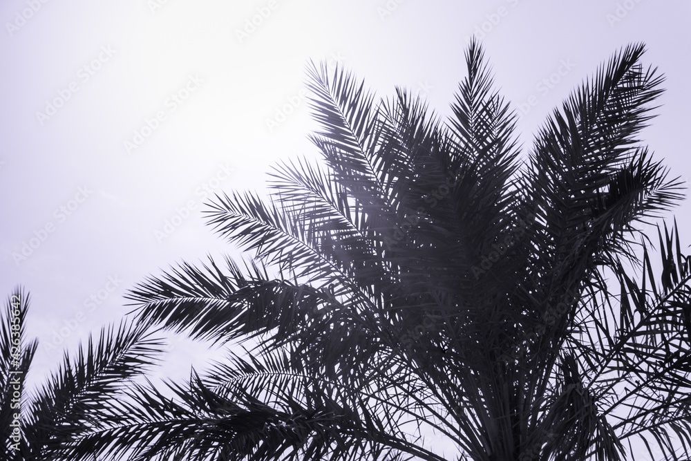 Obraz premium Tropical tourism paradise palms in sunny summer sun purple sky. Sun light shines through leaves of palm. Beautiful wanderlust travel journey symbol for vacation trip to southern holiday dream island