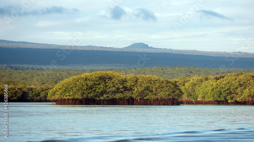 Mangrove forest with mountains above at Caleta Tortuga Negra, Baltra Island, Galapagos, Ecuador