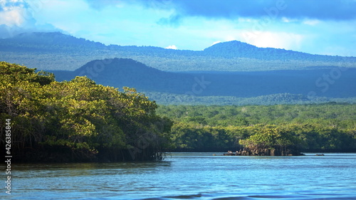 Mangrove forest with mountains above at Caleta Tortuga Negra, Baltra Island, Galapagos, Ecuador photo