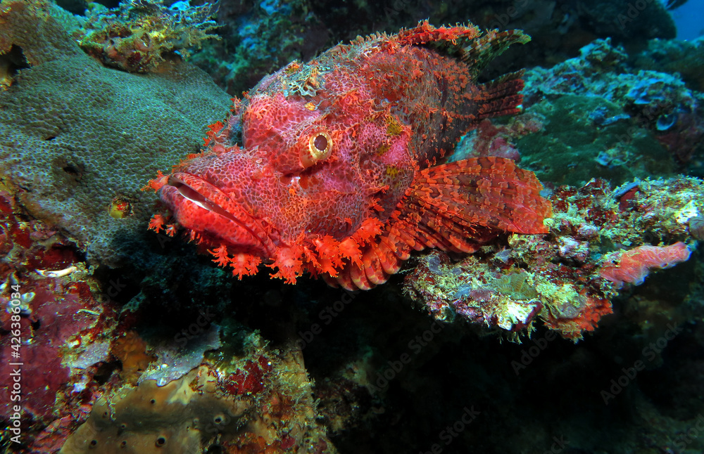 A Bearded Scorpionfish resting on corals Boracay Philippines A Bearded Scorpionfish resting on corals Boracay Philippines