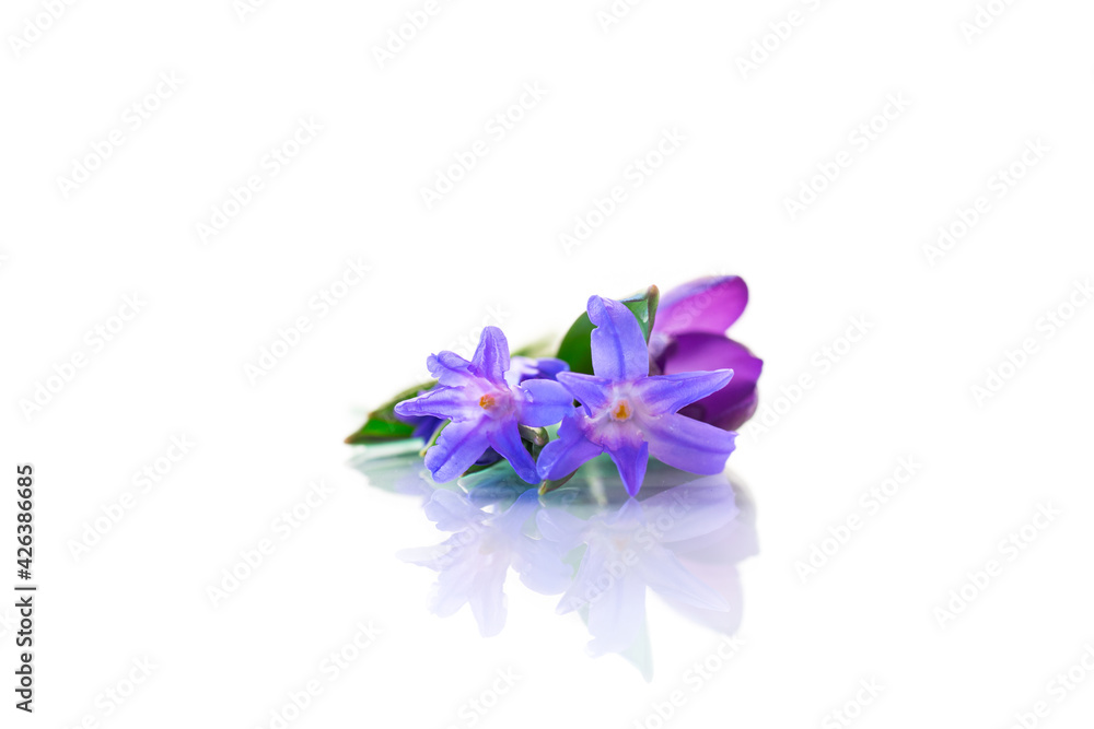 early spring purple flowers crocuses on white background early spring purple flowers crocuses on white background