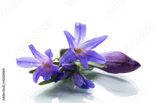Fototapeta Naklejka Na Ścianę i Meble -  early spring purple flowers crocuses on white background
