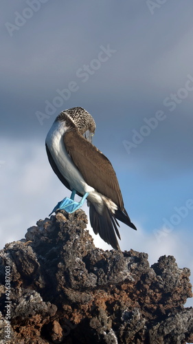 Blue footed booby (Sula nebouxii) perched on a rock at Caleta Tortuga Negra, Baltra Island, Galapagos, Ecuador photo