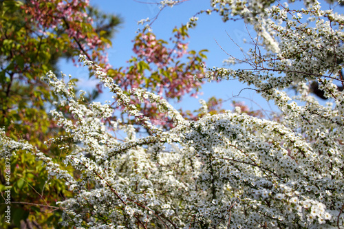 春に咲く雪柳の小さな白い花 photo