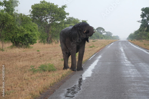 an elephant drinkin at the street