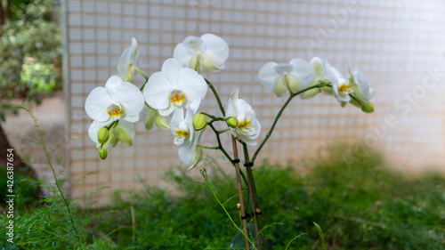 Beautiful white phalaenopsis orchid flower. Blooming orchid patterns in the garden with a blurred natural background.