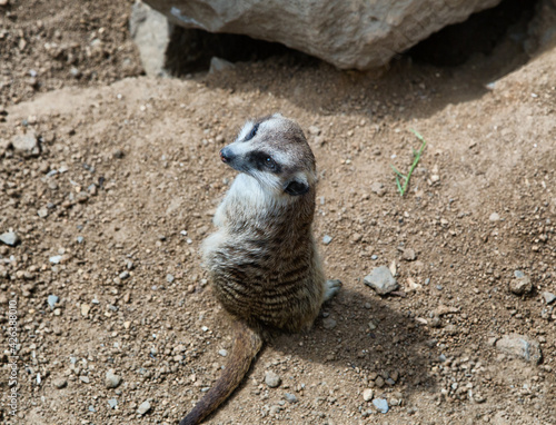 Obraz na płótnie Seeting meerkat looks back. Mongoose. Suricat suricatta in Zoo. Cute animal. Curious meerkat. w salonie