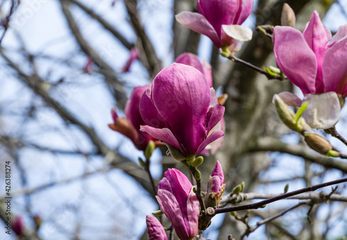 Beautiful branch of pink purple Magnolia Soulangeana Verbanica flower in spring Arboretum Park Southern Cultures in Sirius (Adler) Sochi. Large magenta magnolia flowers. Selective close-up focus photo