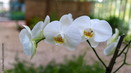 Beautiful white phalaenopsis orchid flower. Blooming orchid patterns in the garden with a blurred natural background.