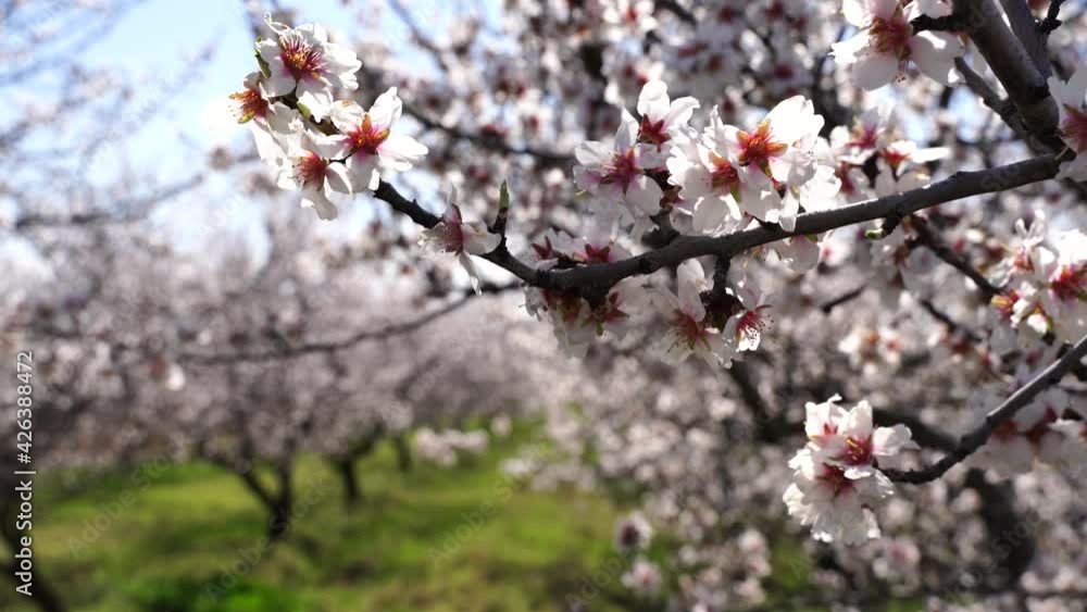 A blooming almond spring tree in full bloom, against the backdrop of a large garden and green grass. Beautifully blooming garden plants and flora close up shot A blooming almond spring tree in full bloom, against the backdrop of a large garden and green grass. Beautifully blooming garden plants and flora close up shot
