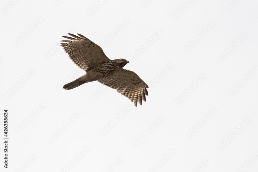 Fototapeta premium red-shouldered hawk (Buteo lineatus) 