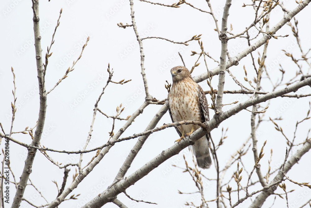 red-shouldered hawk (Buteo lineatus) red-shouldered hawk (Buteo lineatus)