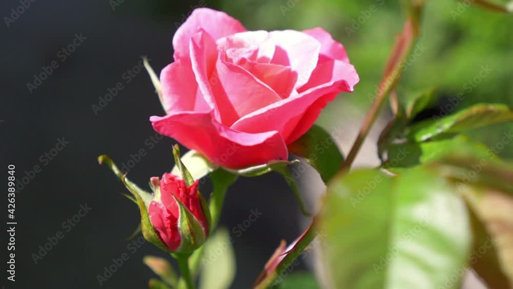 Pink roses in the garden in 4k slow motion 60fps
Pink roses in the garden in 4k slow motion 60fps