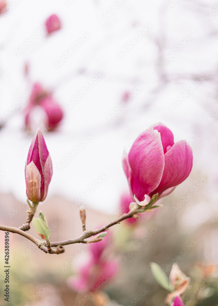Magnolia tree in blossom, pink flowers close up Magnolia tree in blossom, pink flowers close up