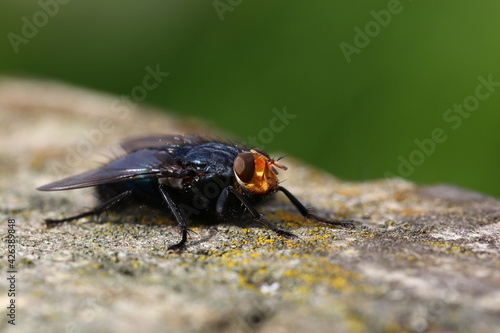Close up Fly on a Tree Stump © Edgaras