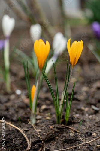 blooming crocuses in spring in the garden