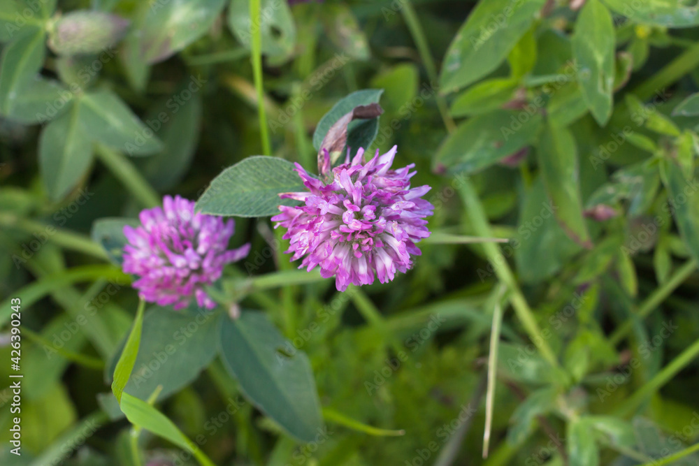 pink meadow clover flower on a background of green grass on a cloudy day, selective focus pink meadow clover flower on a background of green grass on a cloudy day, selective focus
