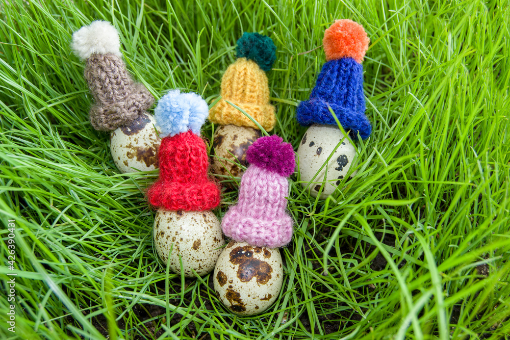 five quail eggs in the grass. Eggs in winter hats