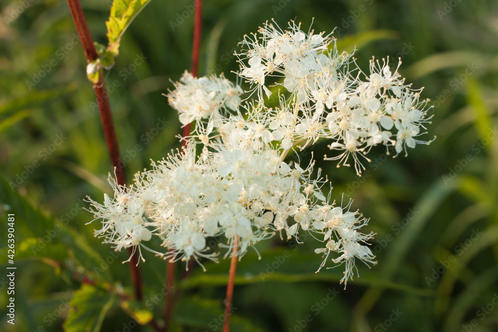 Ταπετσαρία white flowers of blooming meadowsweet on a background of green grass and leaves,