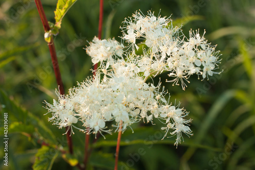 Fotografie white flowers of blooming meadowsweet on a background of green grass and leaves,