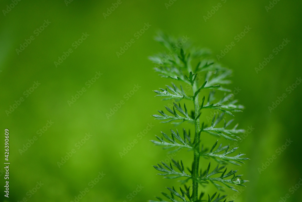 Grünes zartes Blatt auf grünem Hintergrund - Ton in Ton