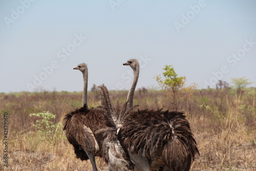 ostrich beside a street